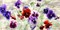 Field of Pansies Poster Print by Jenny Thomlinson - Item # VARPDX2JT2528